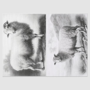 Papel de tejidos de ovejas de granja