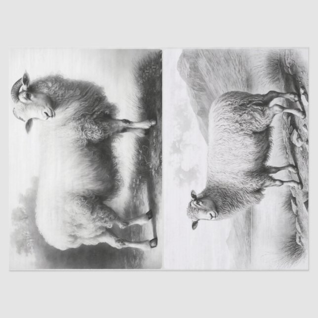 Papel de tejidos de ovejas de granja (Anverso)