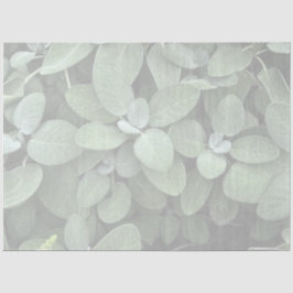 Papel de tejidos de sabio, descomposición, vegetac