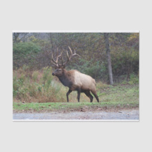 Papel de tejidos elásticos