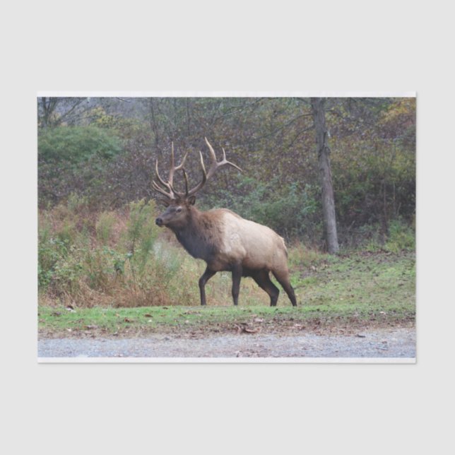 Papel de tejidos elásticos (Anverso)