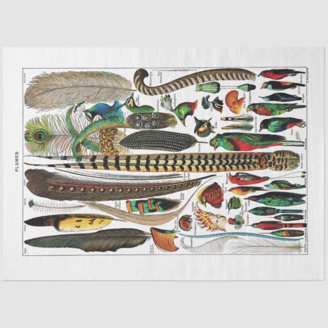 Papel de tejidos en el diccionario francés - Pluma (Anverso)