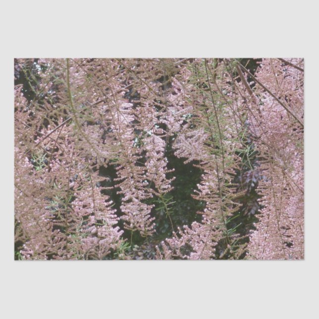 Papel de tejidos en flor de Tamarisk (Anverso)