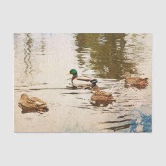 Papel de tejidos Mallard Ducks