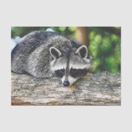 Papel de tejidos Raccoon 2