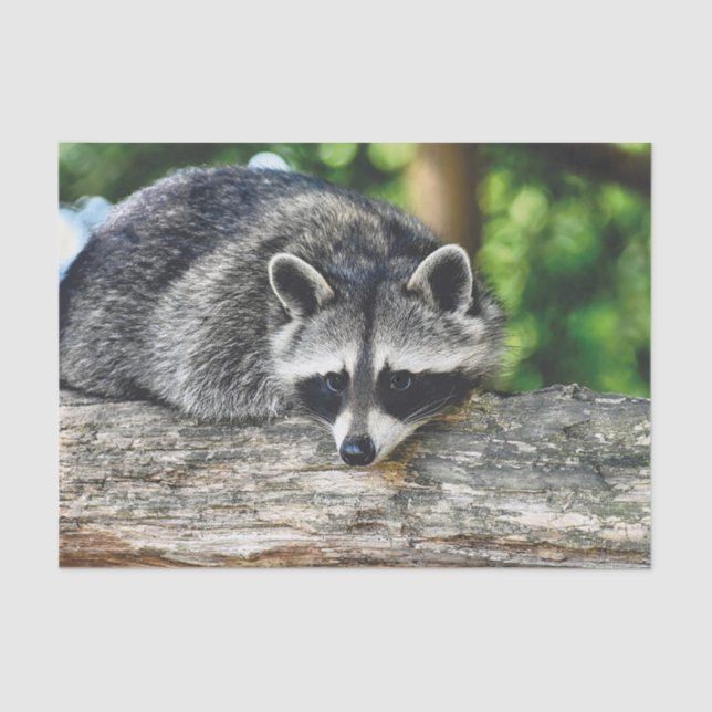 Papel de tejidos Raccoon 2 (Anverso)