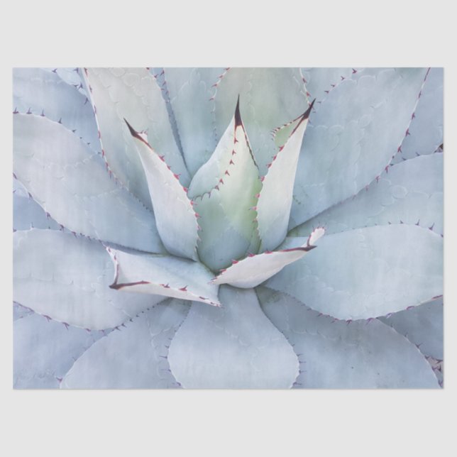 Papel de tono de desconchado de cierre de cactus d (Anverso)
