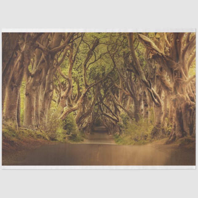 Papel de tono de deshielo Fantasy Forest Gothic 20 (Anverso)