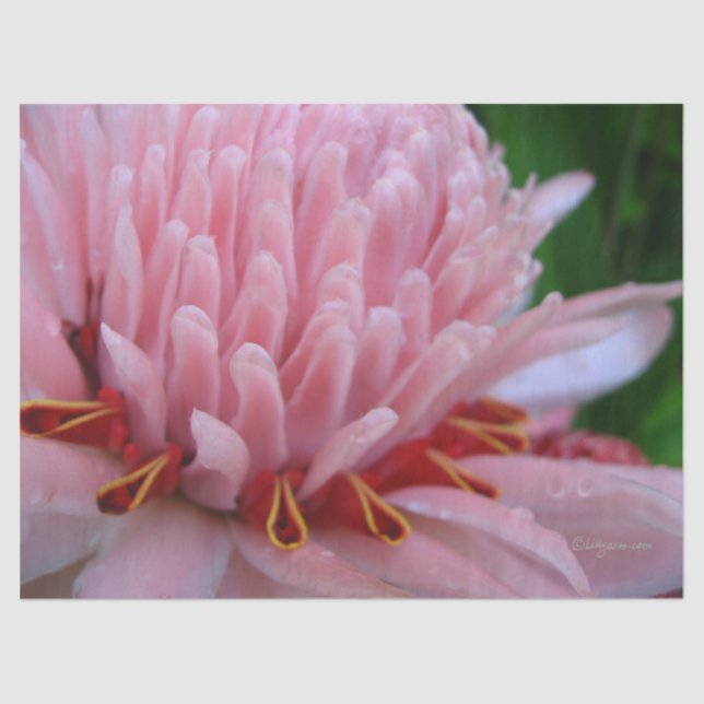 Papel de tono de jengibre rosa (Anverso)