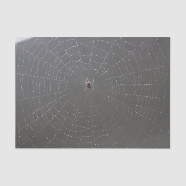 Papel de tono web Spider (Anverso)