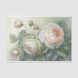 Papel del tapete de los Rosas de col de primavera