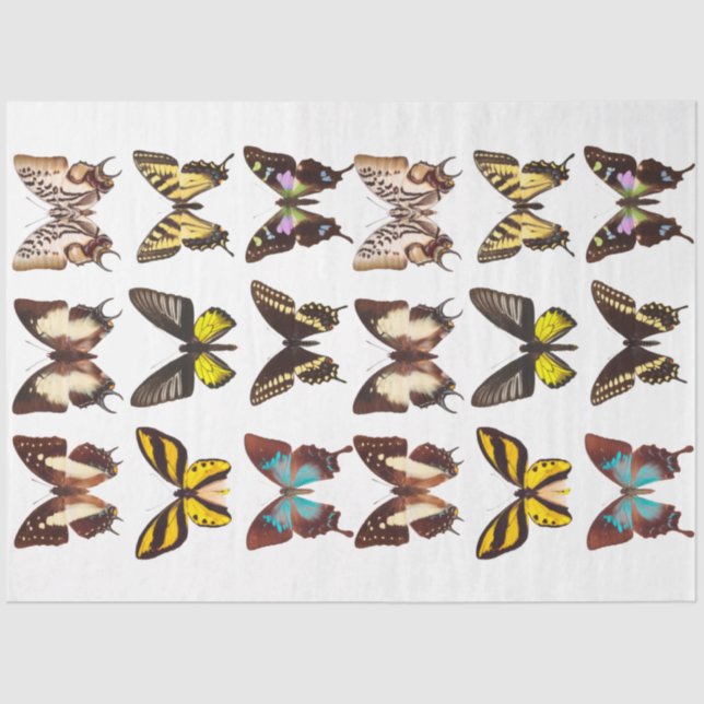 Papel del tejido de la colección de mariposas amar (Anverso)
