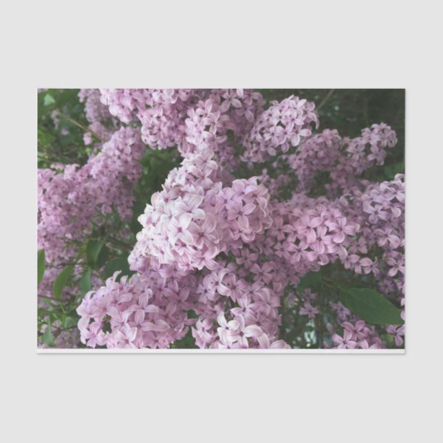 Papel del tejido de la flor del lino (Anverso)