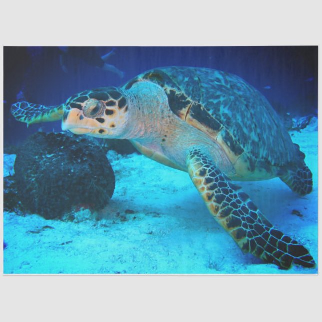 Papel del tejido de la tortuga marina de descompos (Anverso)