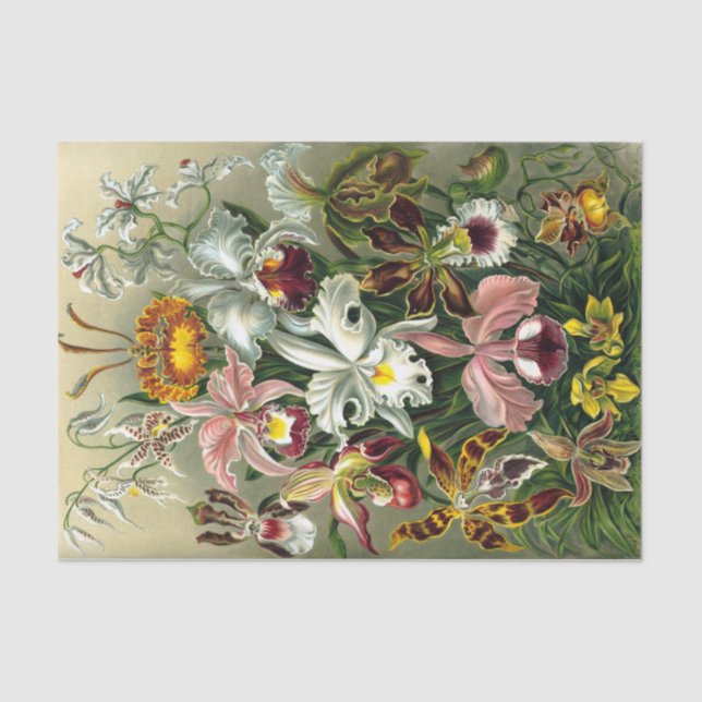 Papel del tejido de Orchidaceae de Ernst Haeckel (Anverso)