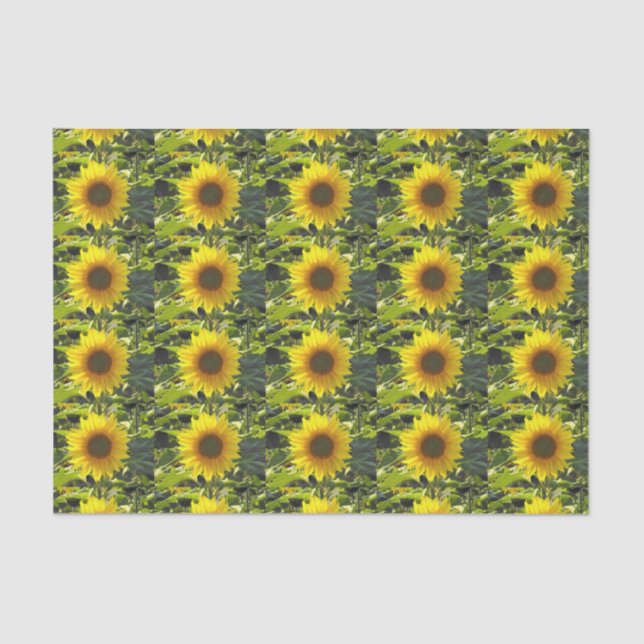 Papel del tejido del girasol del oro del sol (Anverso)