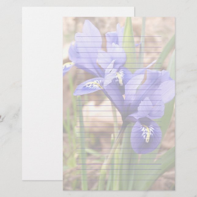 Papel enano morado Iris Floral Estacionamiento (Anverso / Reverso)