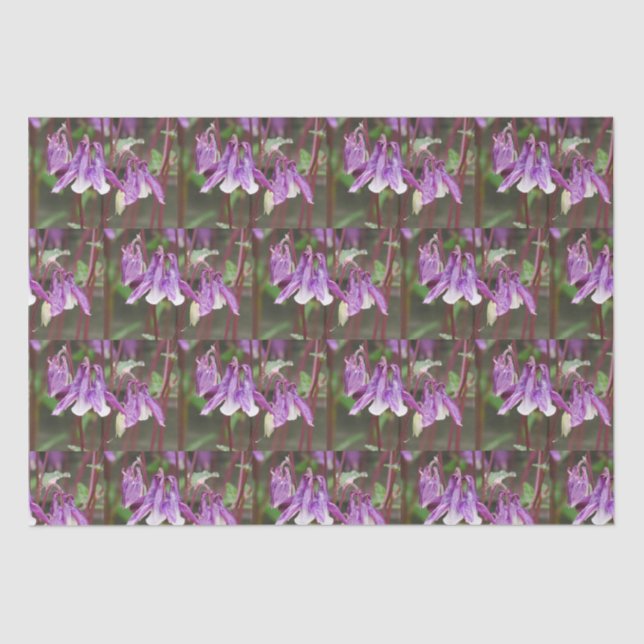 Papel envuelto de las flores de Aquilegia Púrpura (Anverso)