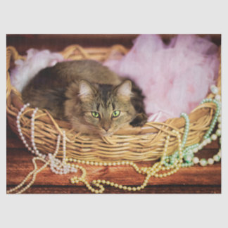 papel higiénico chica fiesta