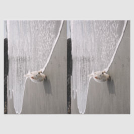 Papel higiénico de fotos de la navegación