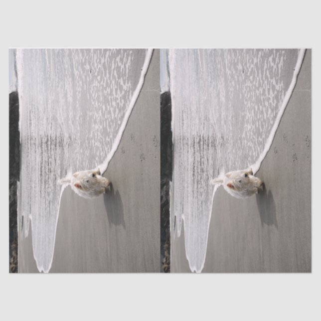 Papel higiénico de fotos de la navegación (Anverso)