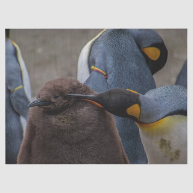 papel higiénico de los pingüinos emperadores (Anverso)