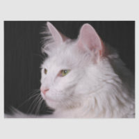 papel higiénico del gato angora