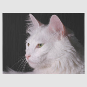 papel higiénico del gato angora