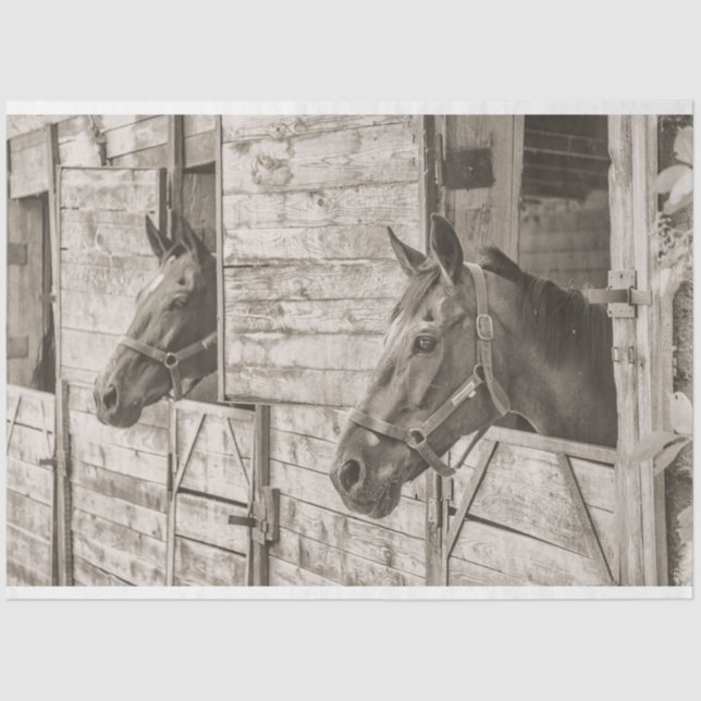 papel higiénico estable viejo (Anverso)