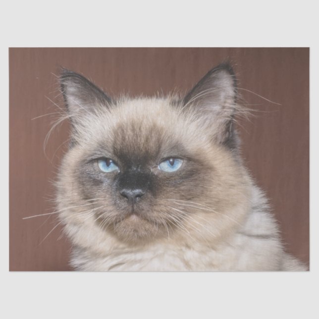 Papel higiénico para gatos siameses (Anverso)