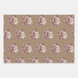 Papel Kraft: conchas marinas de color acuáticas ce