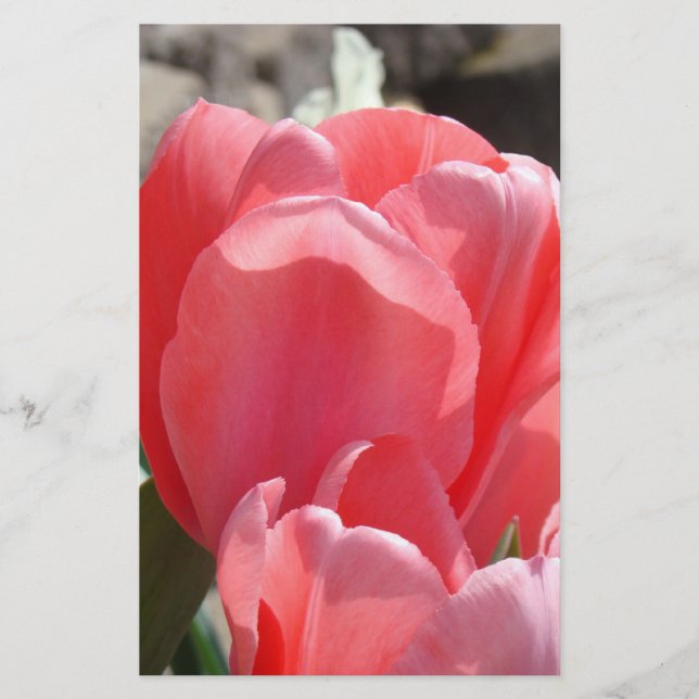 Papel personalizado de primavera flores de tulipán (Anverso)