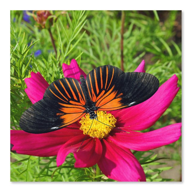 Papel Pintado flor de aster mexicano con una Doris Longwing (Anverso)