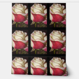 Papel Pintado Fondo de escritorio Rosa