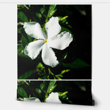 Jazmín de la rueda blanca a la luz del sol