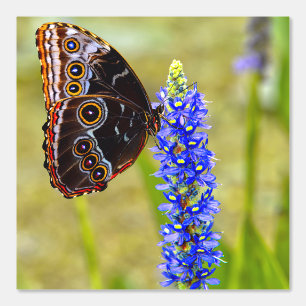 Papel Pintado Mariposa morfo azul en una orquídea de mariscos