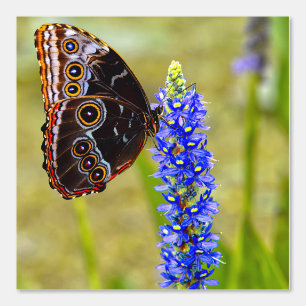 Papel Pintado Mariposa morfo azul en una orquídea de mariscos
