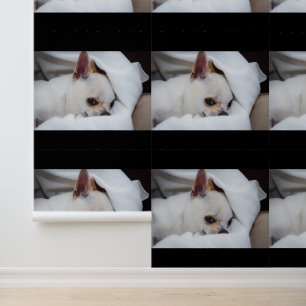 Papel Pintado Tu mascota perro cachorro personalizado foto chihu