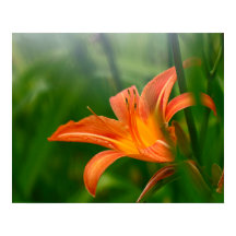 Papel Poster de valor (mate) para impresión diaria