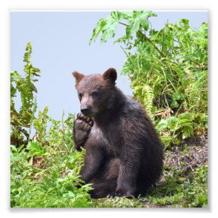 papel profesional de la foto de 6x6 Kodak (satén)