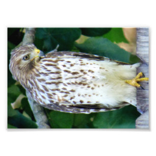 papel profesional de la foto de 7x5 Kodak (satén)