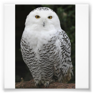 Papel profesional de la foto de Kodak (satén)