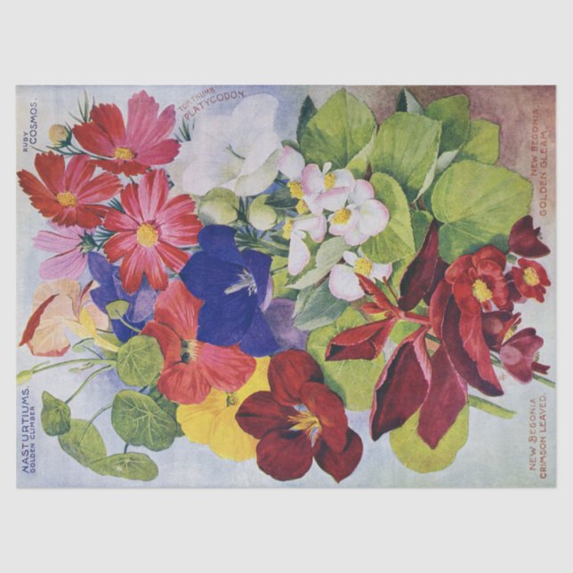 Papel seda antiguo 17x23 del catálogo de semilla (Anverso)