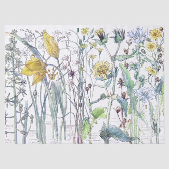 Papel seda botánico de los Wildflowers de la flor (Anverso)