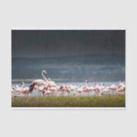 Papel seda con la imagen de flamencos