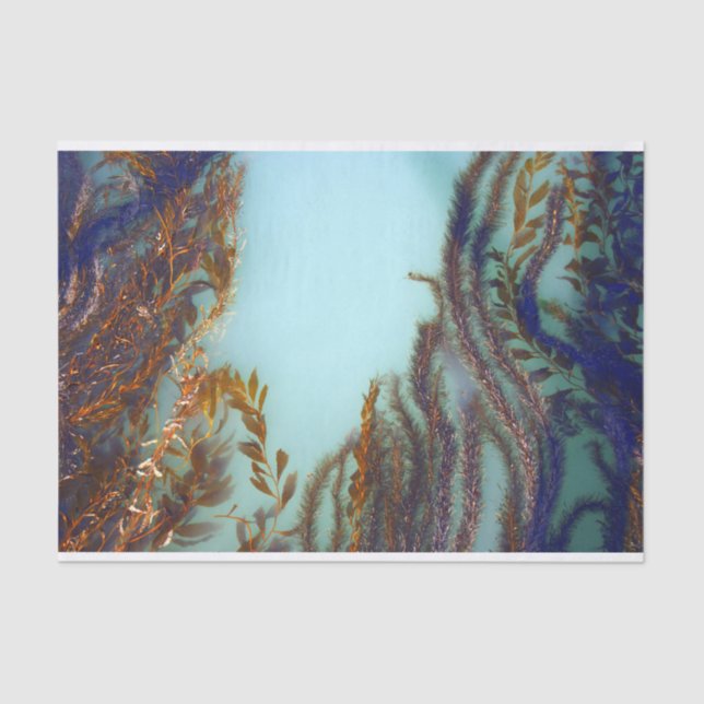 Papel seda de la alga marina (Anverso)