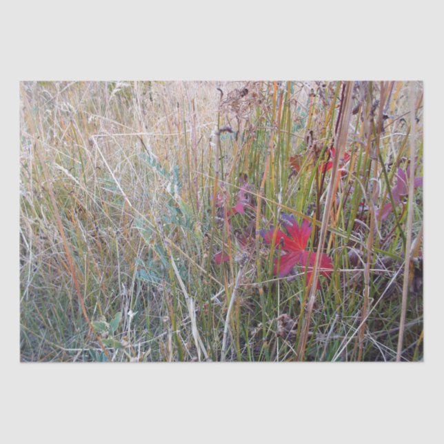 Papel seda de la hoja de la caída (Anverso)