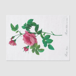 Papel seda de Redoute Rosa Inermis