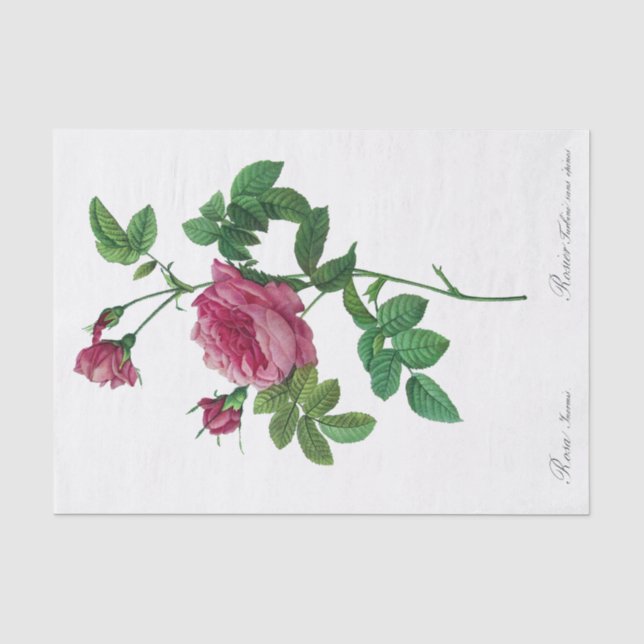 Papel seda de Redoute Rosa Inermis (Anverso)
