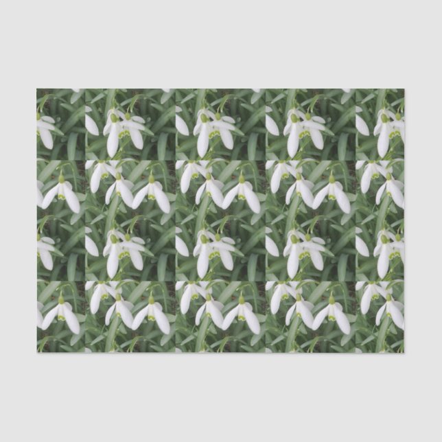 Papel seda de Snowdrops (Anverso)